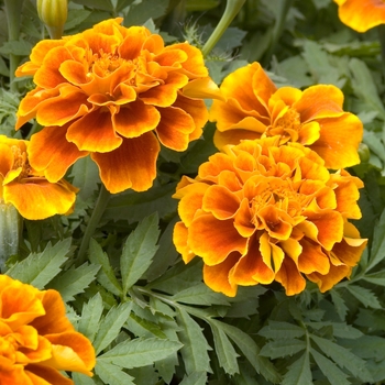 Tagetes patula 'Safari Queen'