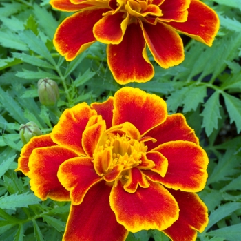 Tagetes patula 'Safari Scarlet'