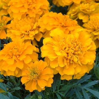 Tagetes patula 'Marvelous Orange' 