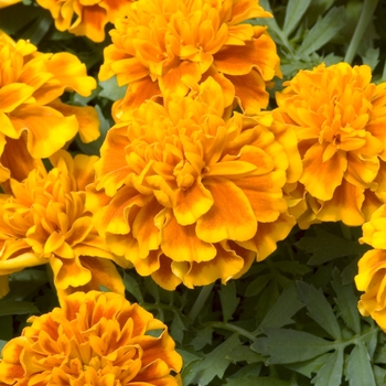 Tagetes patula 'Little Hero Flame' 