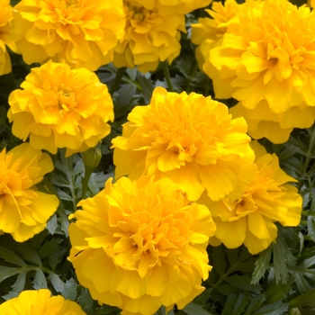 Tagetes patula 'Little Hero Gold'