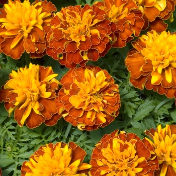 Tagetes patula 'Little Hero Harmony' 