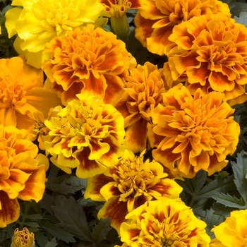 Tagetes patula 'Little Hero Mix' 