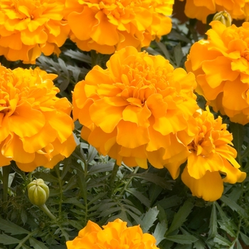 Tagetes patula 'Little Hero Orange'