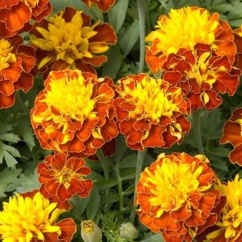 Tagetes patula 'Little Hero Spry' 