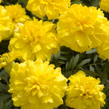 Tagetes patula 'Little Hero Yellow'