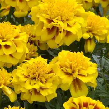 Tagetes patula 'Hero Bee'