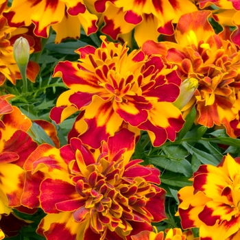 Tagetes patula 'Hero Bolero' 