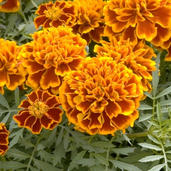 Tagetes patula 'Hero Flame' 