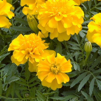 Tagetes patula 'Hero Gold'