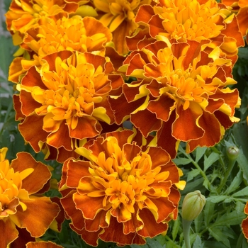 Tagetes patula 'Hero Harmony'