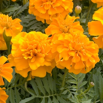 Tagetes patula 'Hero Orange'