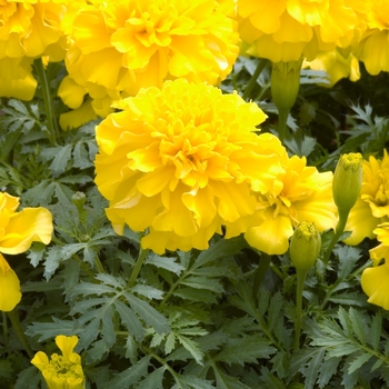 Tagetes patula 'Hero Yellow'