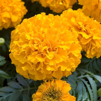 Tagetes erecta 'Discovery Orange'