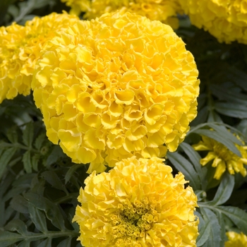 Tagetes erecta 'Discovery Yellow' 