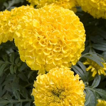 Tagetes erecta 'Discovery Yellow'