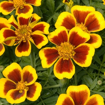 Tagetes patula 'Disco Flame'