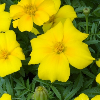 Tagetes patula 'Disco Golden Yellow' 