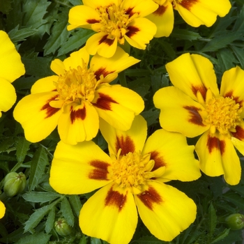 Tagetes patula 'Disco Granada' 