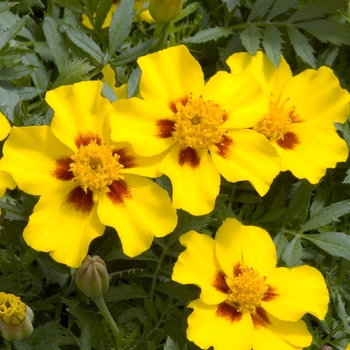 Tagetes patula 'Disco Marietta' 