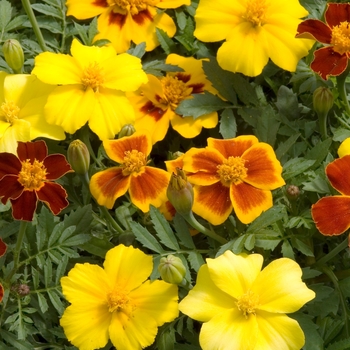 Tagetes patula 'Disco Mix' 