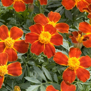 Tagetes patula 'Disco Red' 