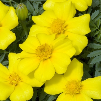 Tagetes patula 'Disco Yellow' 