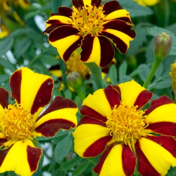 Tagetes patula 'Mr. Majestic' 