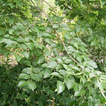 Tilia cordata 'Baileyi' 