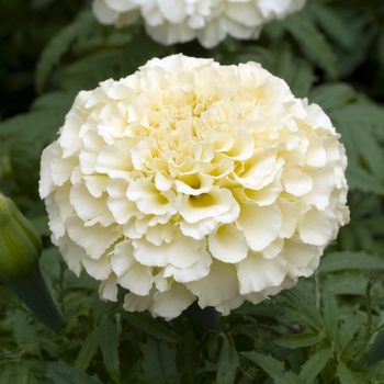 Tagetes erecta 'Sweet Cream'