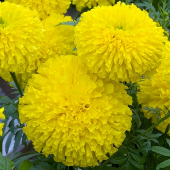 Tagetes erecta 'Sovereign' 