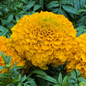 Tagetes erecta 'Perfection Orange'