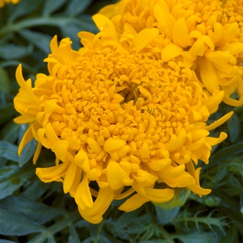 Tagetes erecta 'Lunacy Orange'