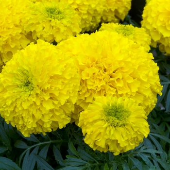 Tagetes erecta 'Galore Gold'