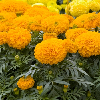 Tagetes erecta 'Galore Orange'