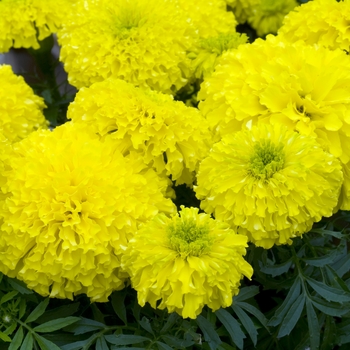 Tagetes erecta 'Galore Yellow' 