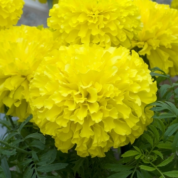 Tagetes erecta 'Doubloon' 