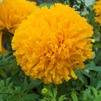 Tagetes erecta 'Double Eagle'