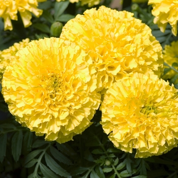 Tagetes erecta 'Atlantis Yellow'