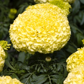 Tagetes erecta 'Atlantis Primrose'