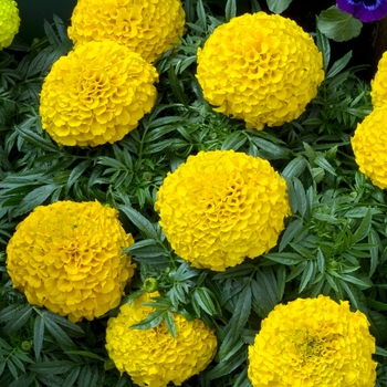 Tagetes erecta Antigua™ 'Gold'