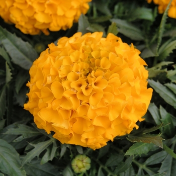 Tagetes erecta 'Orange' 