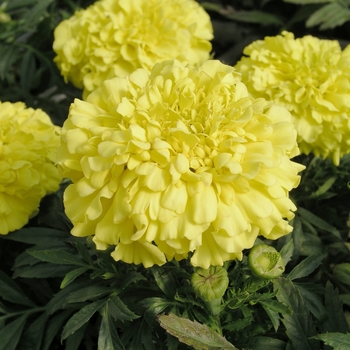 Tagetes erecta 'Yellow' 