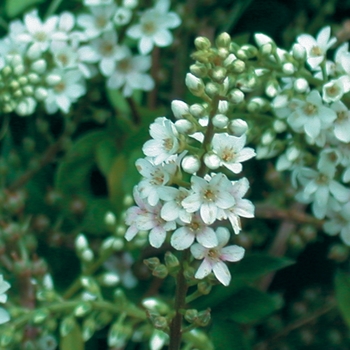 Lysimachia fortunei