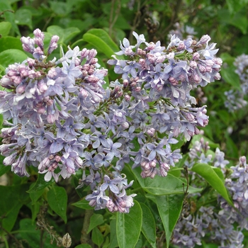 Syringa vulgaris 'Wedgewood Blue' 