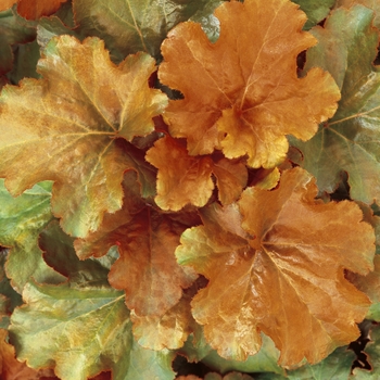 Heuchera 'TNHEU041' PP16774