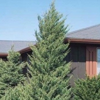 Juniperus virginiana 'Hillspire' 