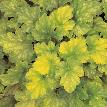 Heuchera 'Key Lime Pie'