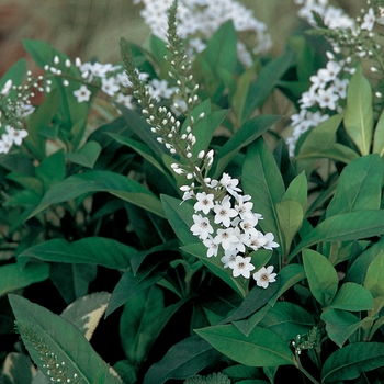 Lysimachia 'L9902' 