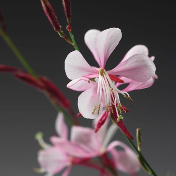 Gaura lindheimeri Stratosphere™ 'Pink Picotee'